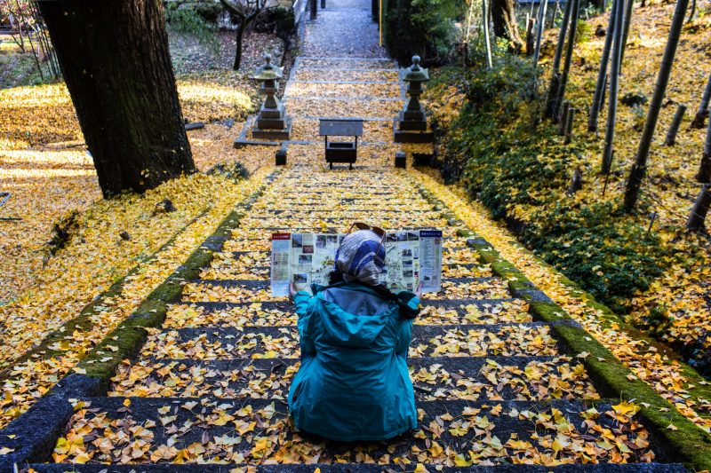 A path lined with brilliant gingko leaves