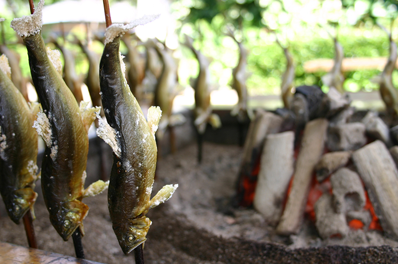 Ikan Ayu yang Dibesarkan di Sungai Nagara