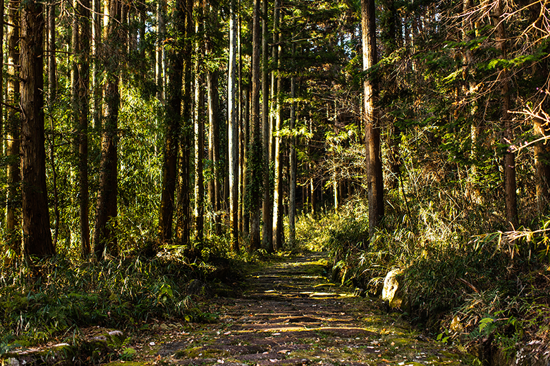 forêt Nakasendo 