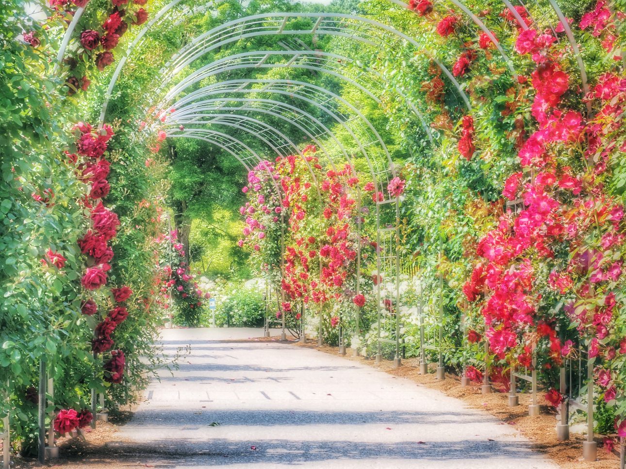 A Flower Festival in a Gifu Memorial Park