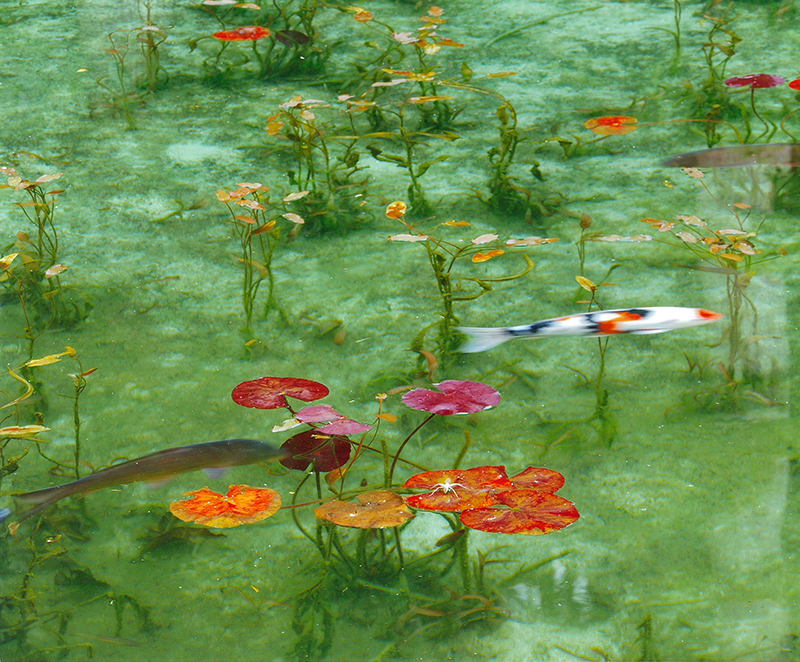 Monet s pond painting comes to life VISIT GIFU