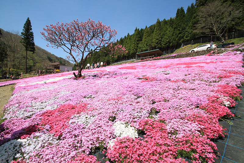 Kunita Family Shibazakura Garden