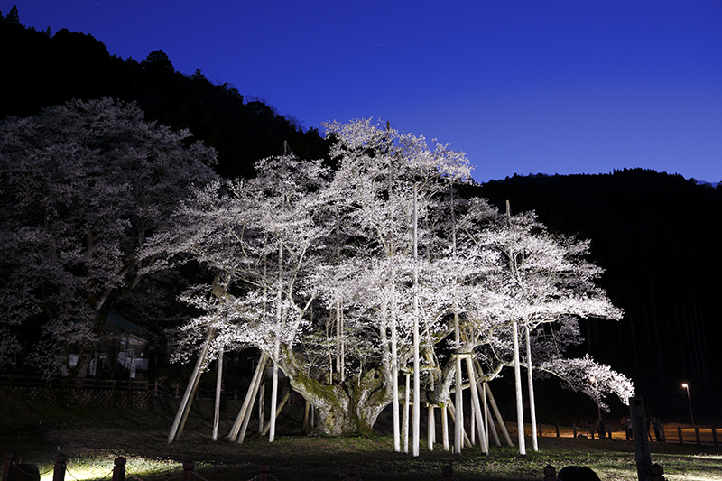 Usuzumi-zakura Cherry Tree