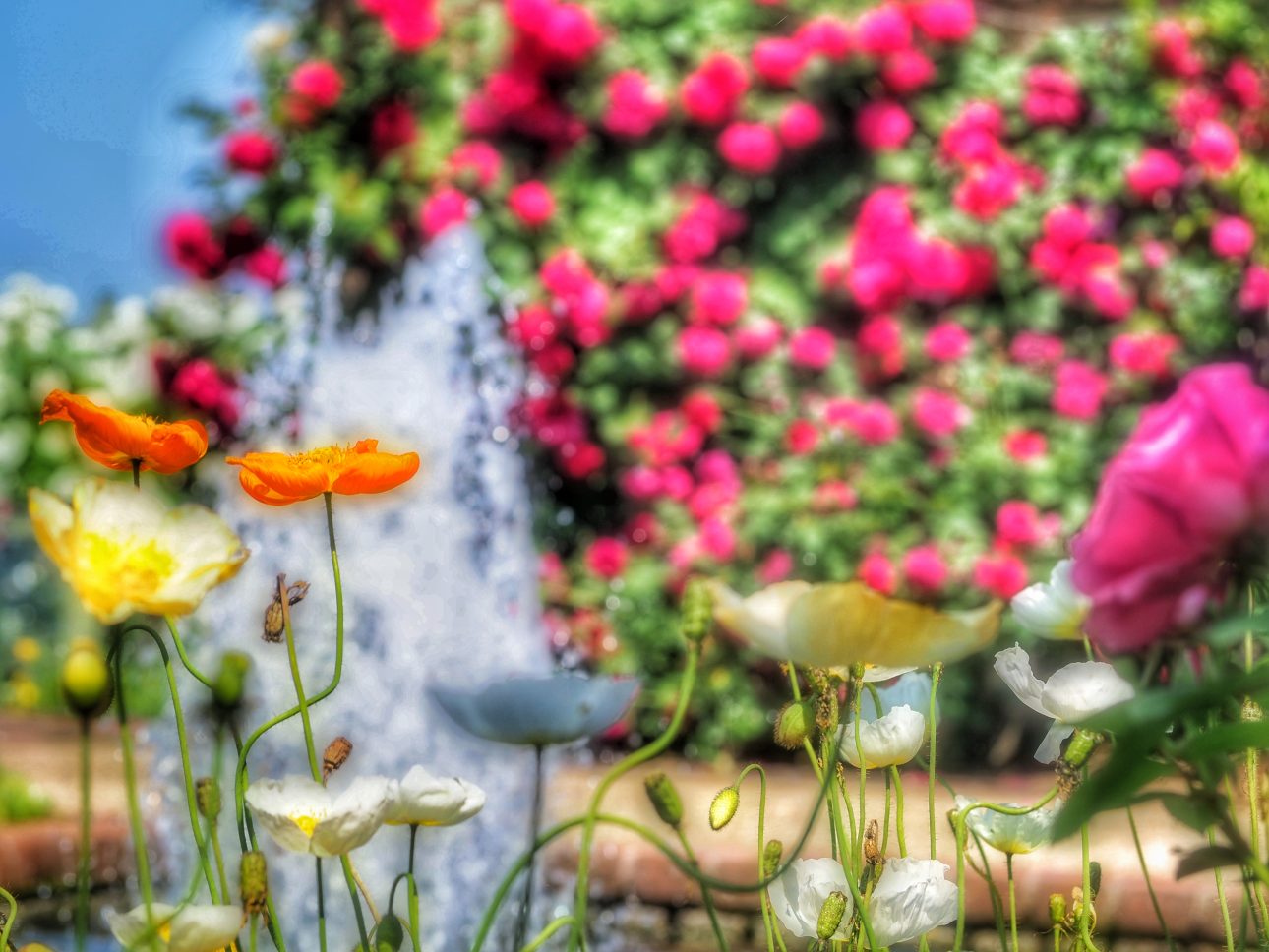 A Flower Festival in a Gifu Memorial Park