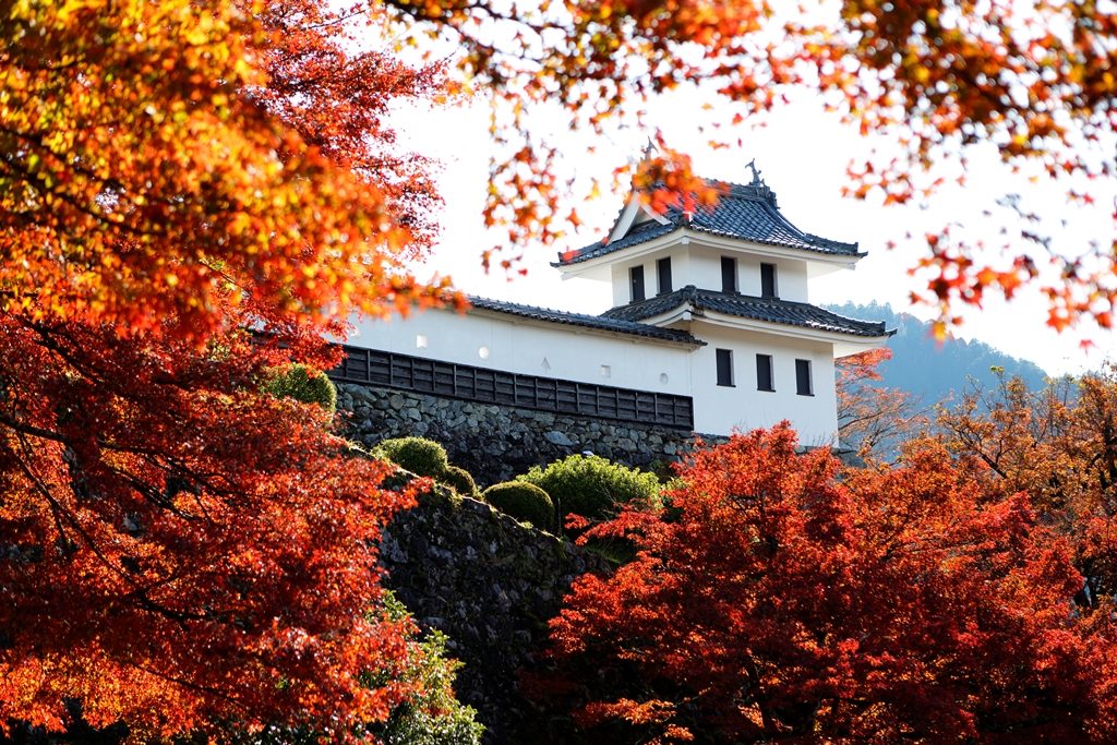 Gujo Hachiman Castle-Autumn