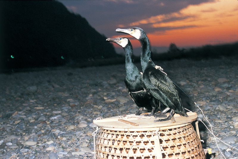 Gifu Nagara River Cormorant Fishing-Cormorants