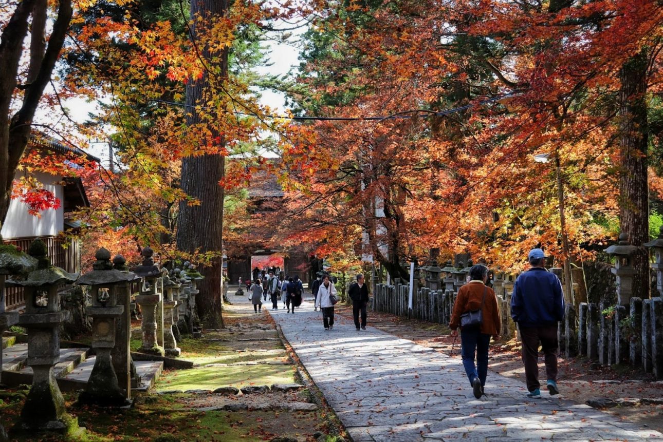 Ciliegi di Kegon-ji