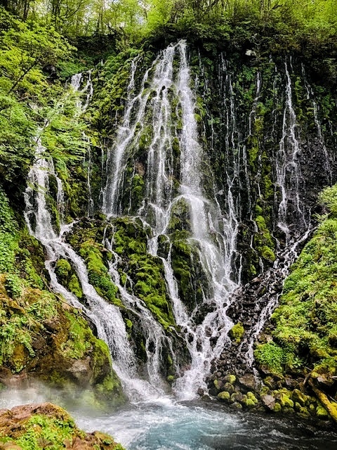 Foresta di lava