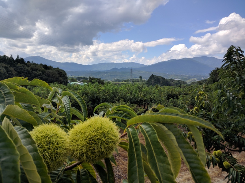 chestnut garden (栗園)