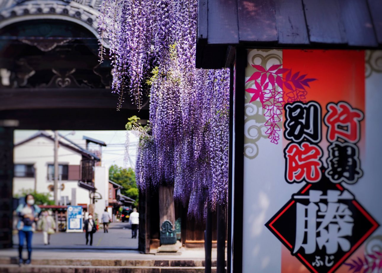 Mino Takehana Wisteria Festival