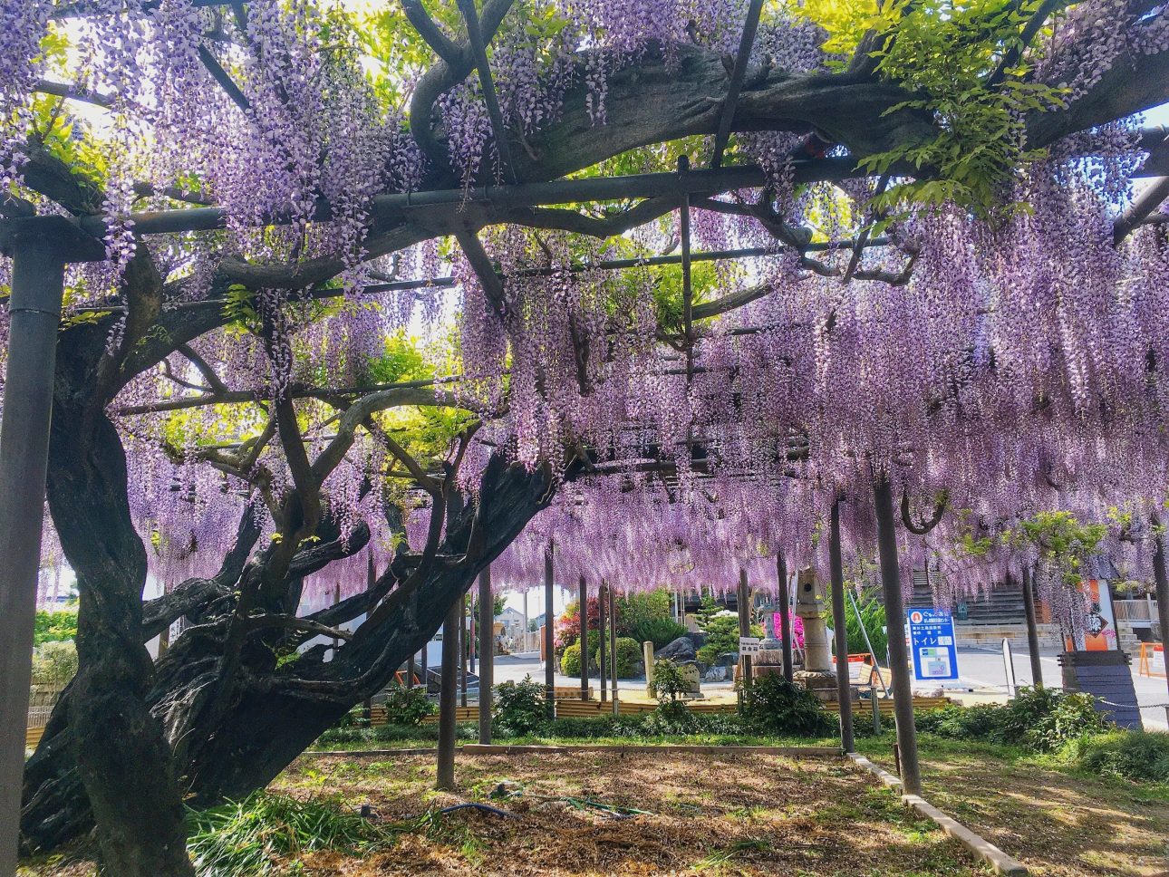 Mino Takehana Wisteria Festival