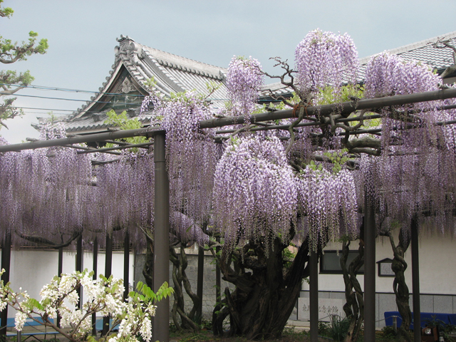 Mino Takehana Wisteria Festival