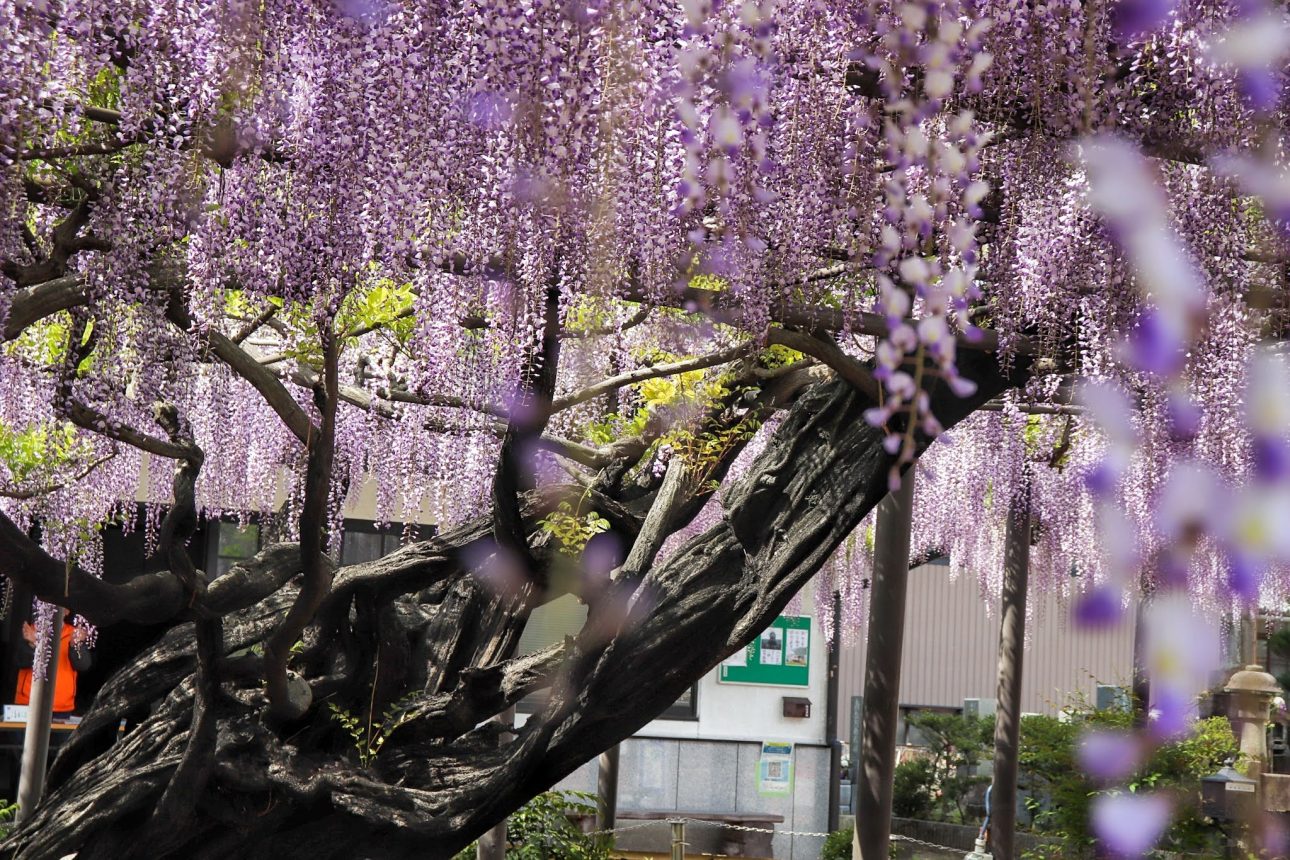 Mino Takehana Wisteria Festival