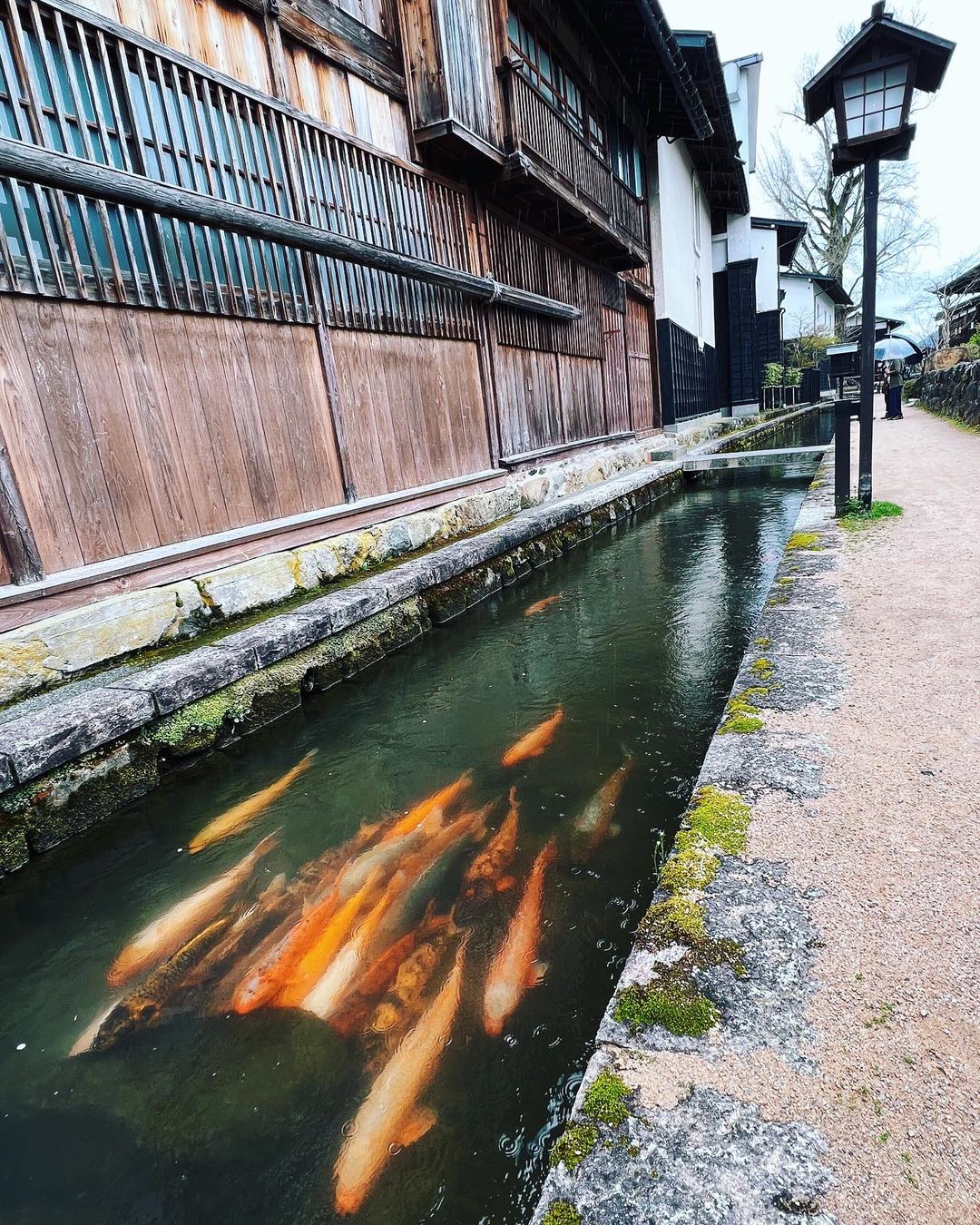 Homecoming for Japanese Carps In Hida Furukawa